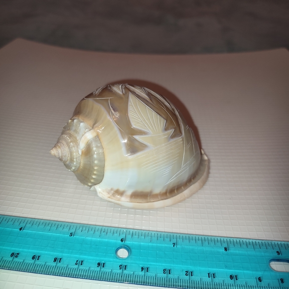 Carved Seashell Decor Vintage Unique Academia Collectible - Picture 4 of 8